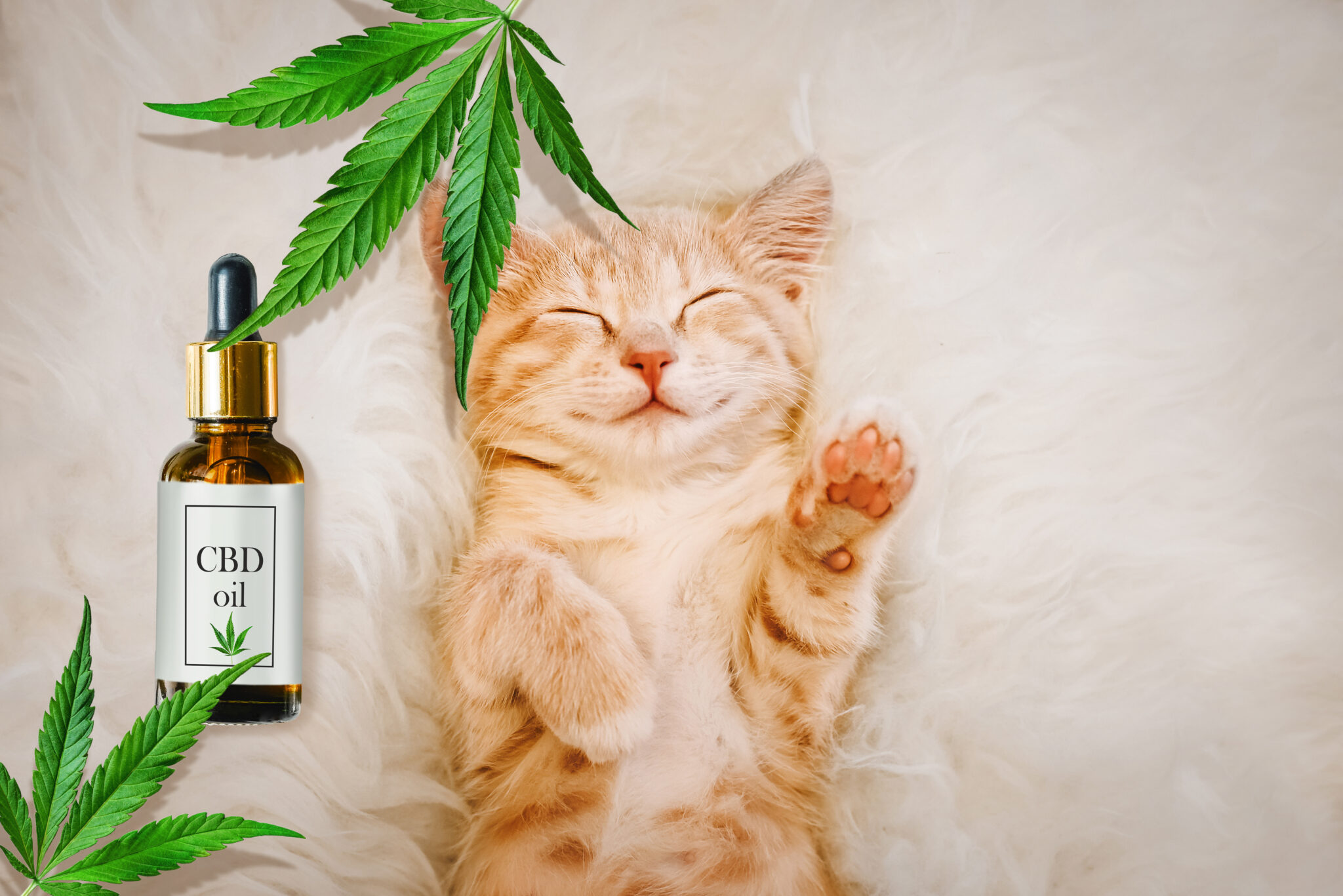 best cbd for pets